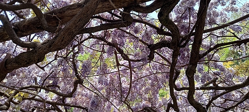 Baum