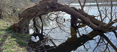 Spiegelung Spiegelung